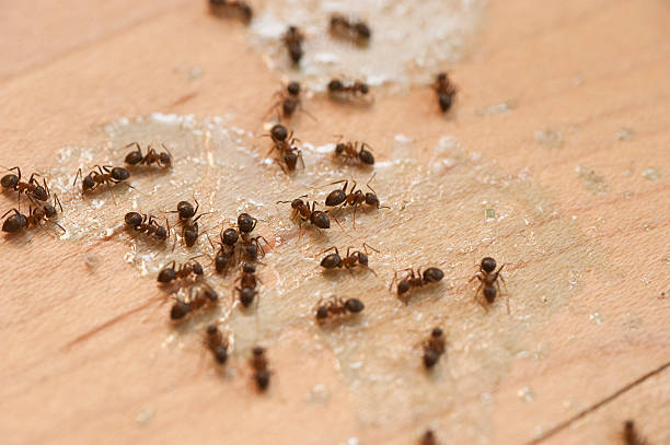 Best Wasp Removal Services  in Sugar Creek, MO