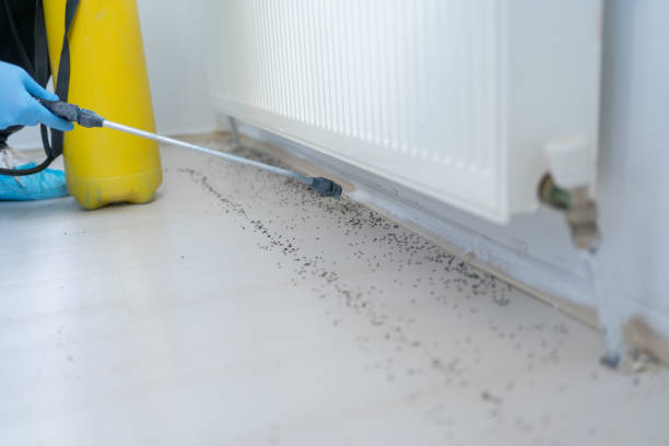 Flea Control Services in Sugar Creek, MO